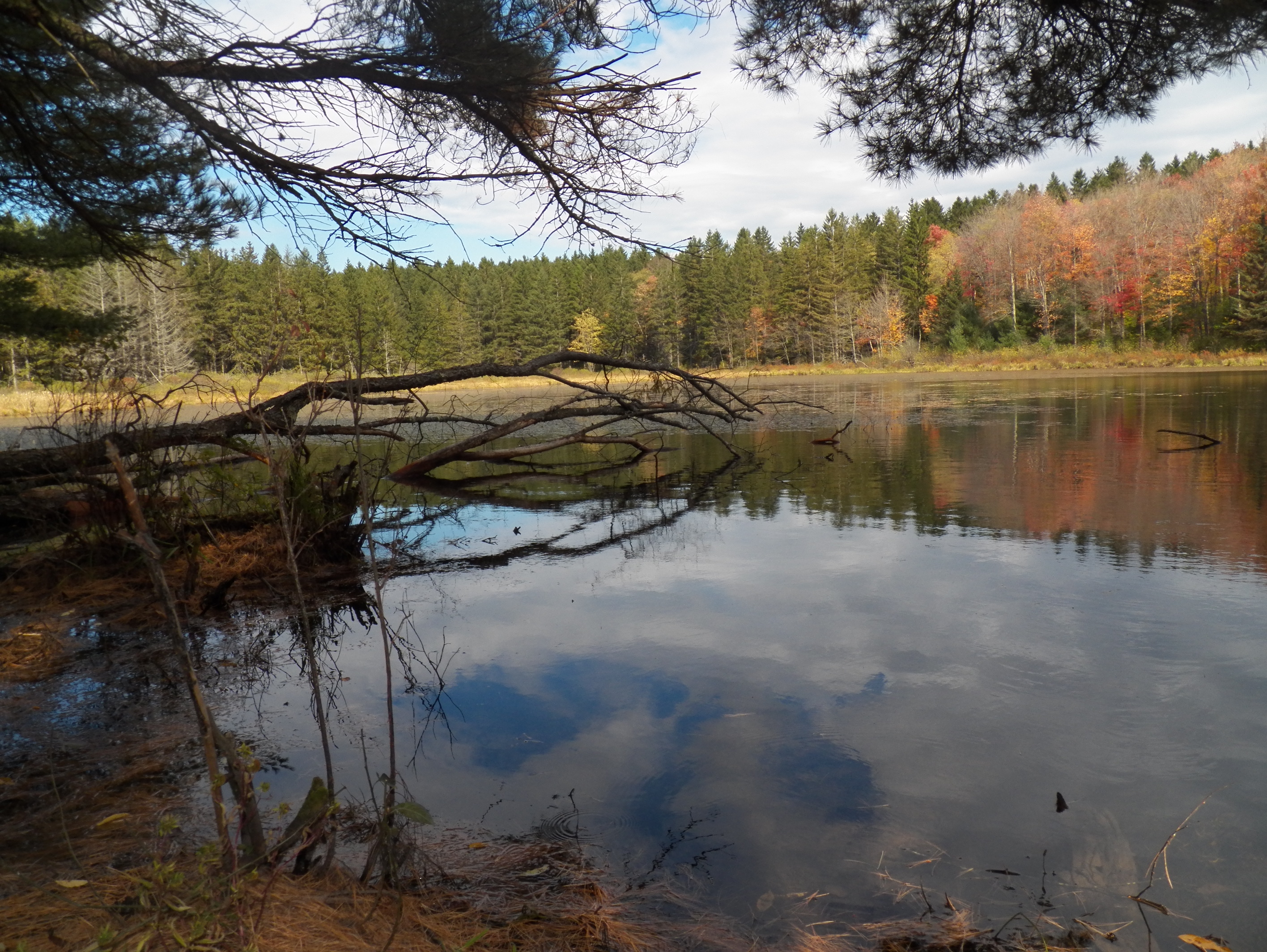 pond at Basswood