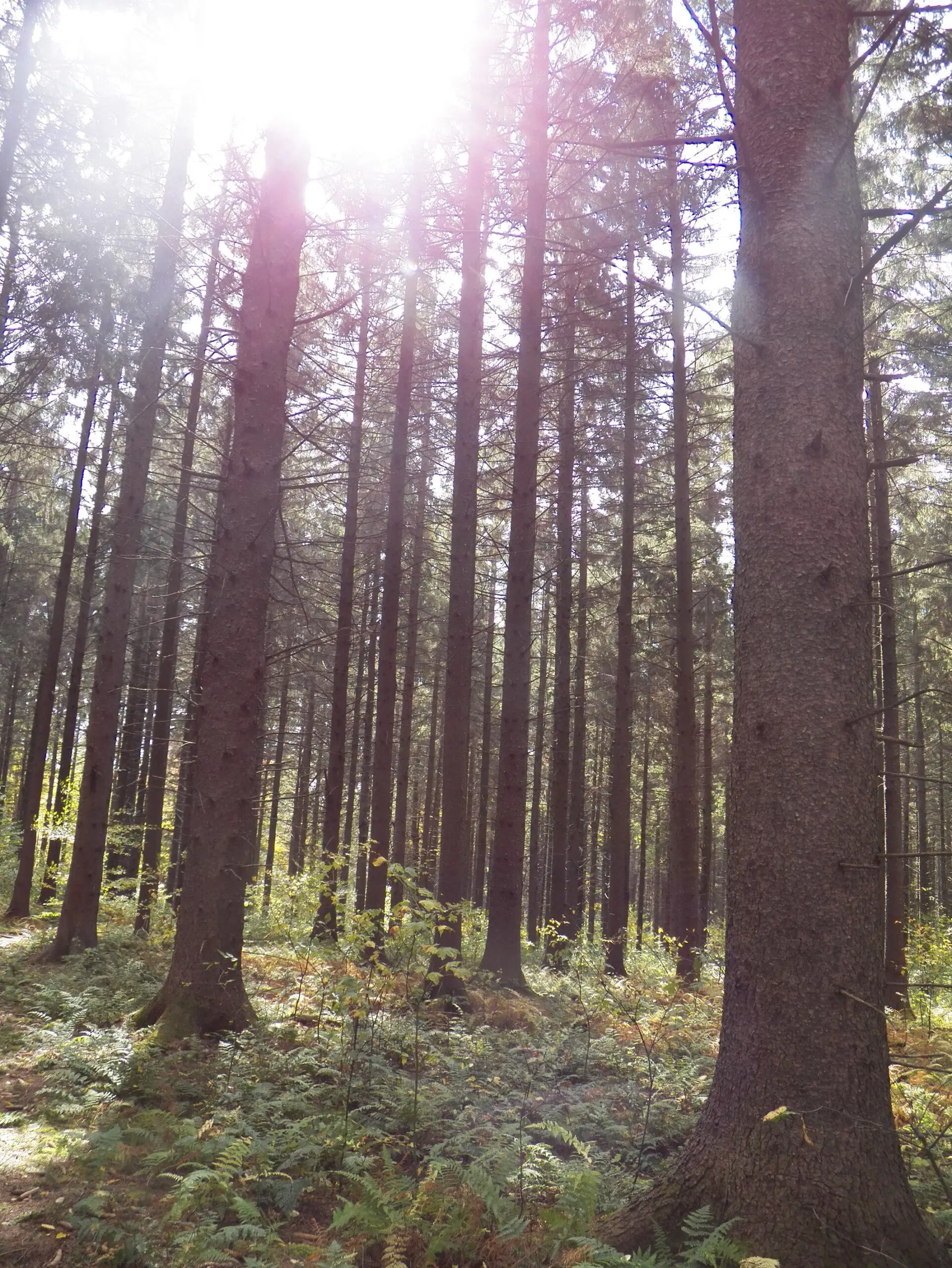 Trees with sun shining through