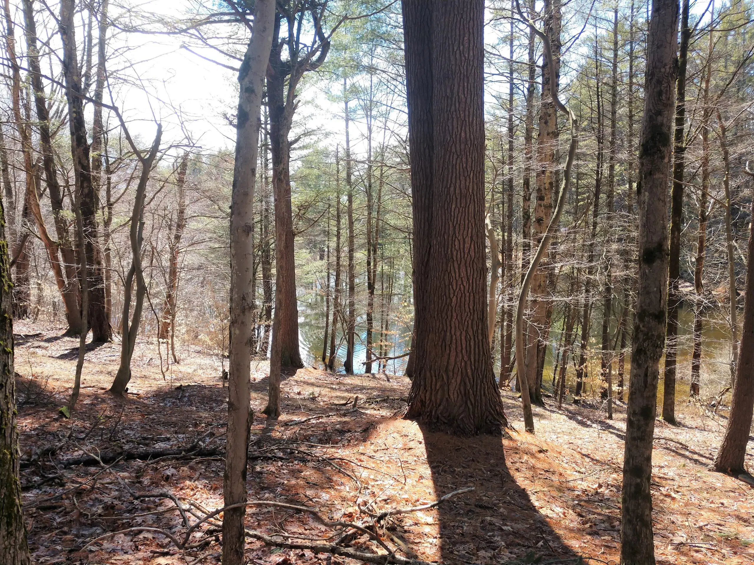 Forest view at College Camp