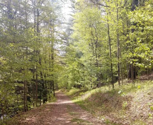 A tree-lined trail in the woods in spring