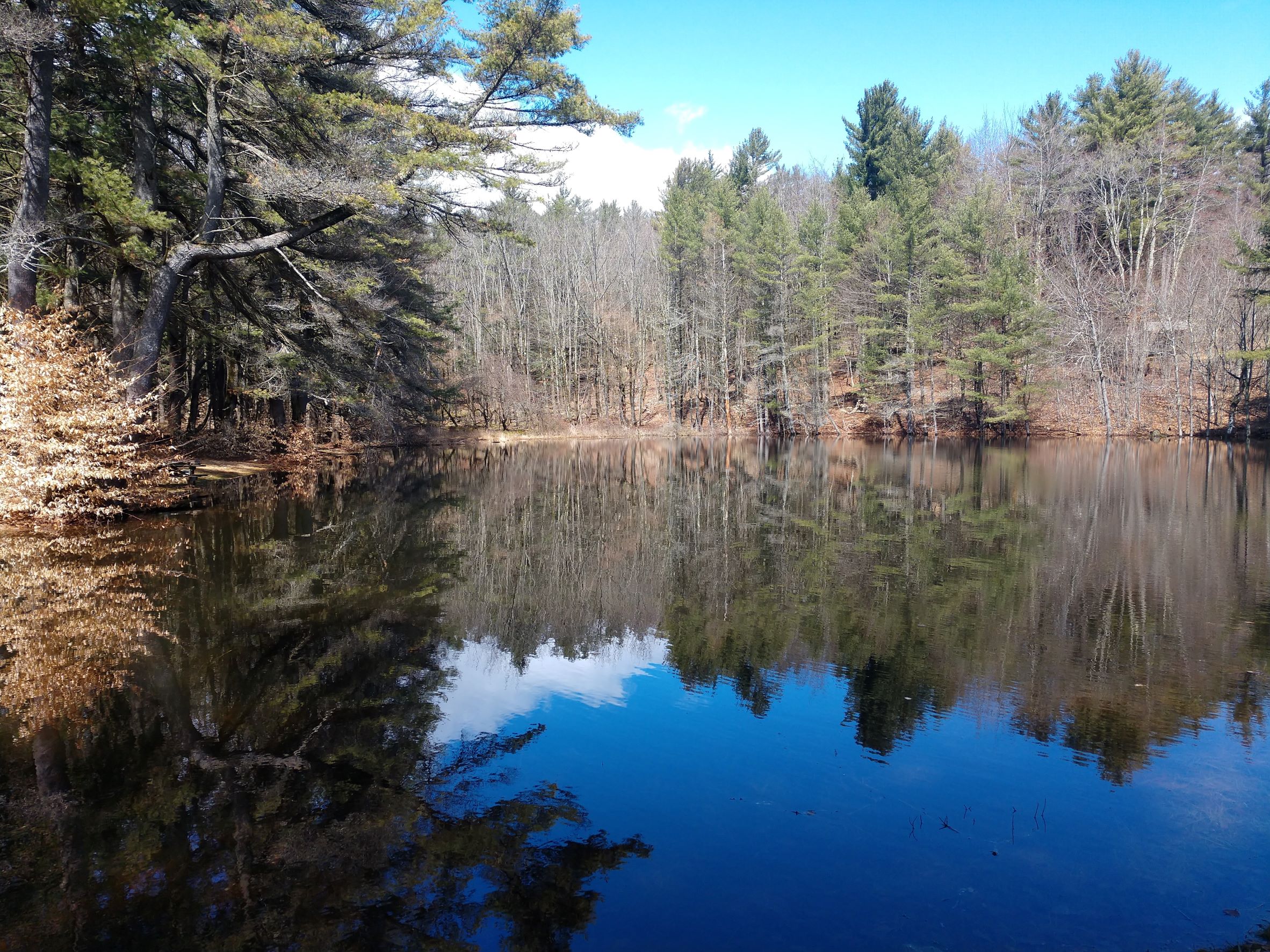 pond with trees reflected