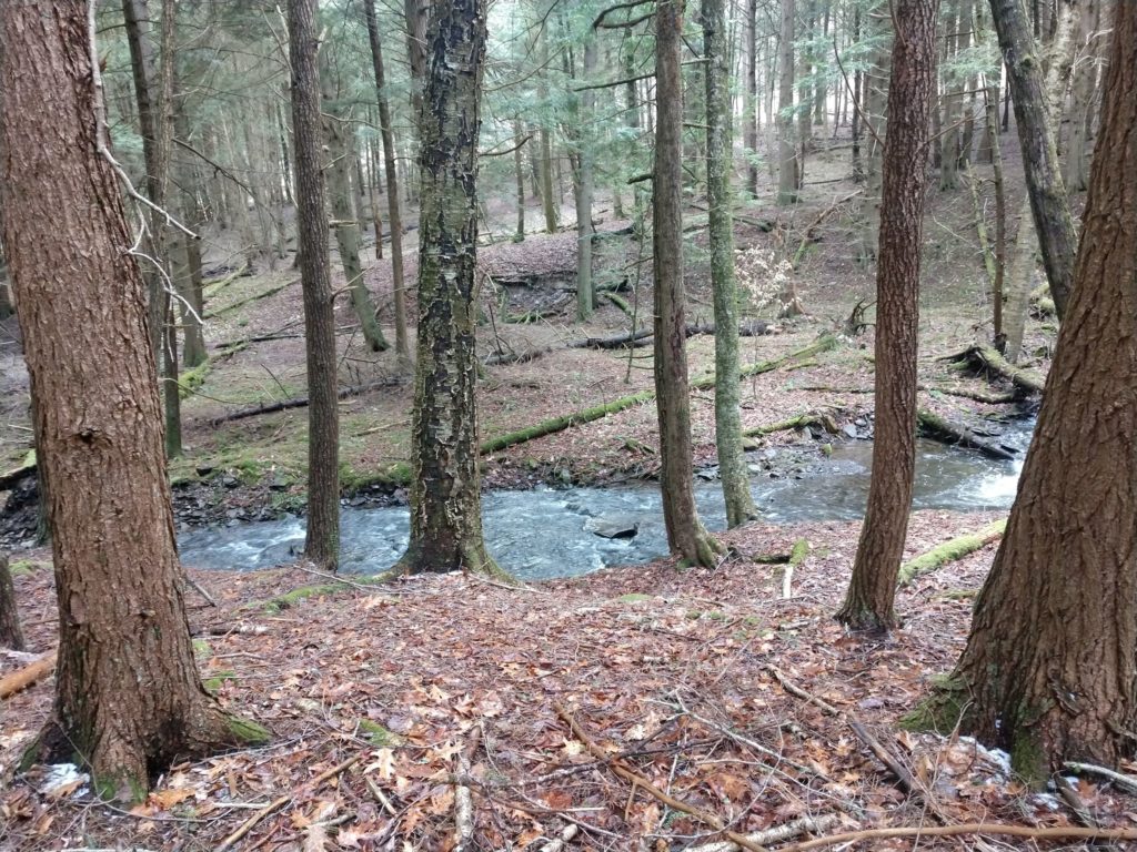 small creek seen through trees