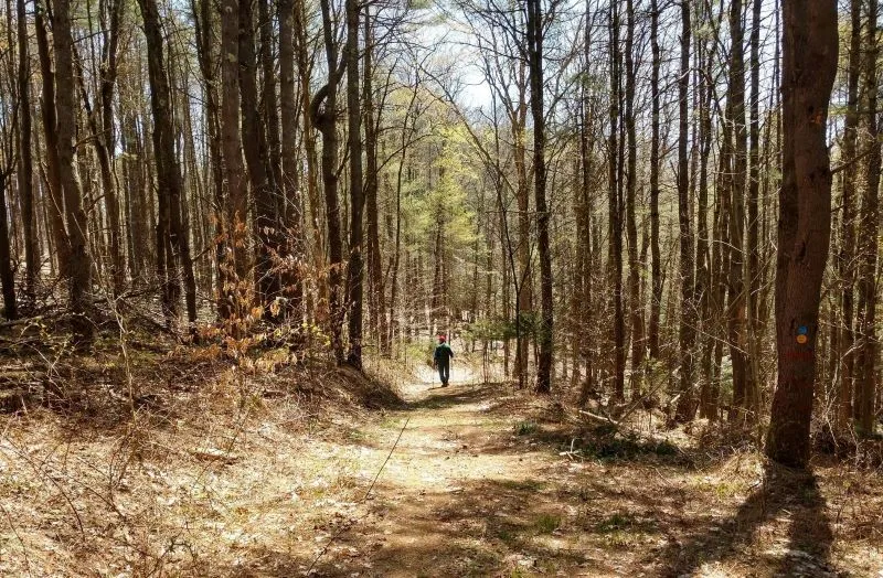 hiker at Texas School House state forest