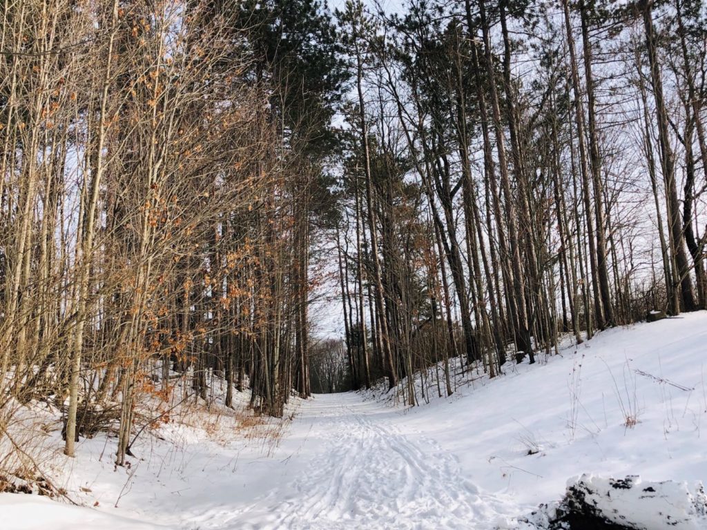 snowy trail between trees