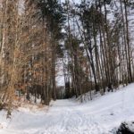 snowy trail between trees