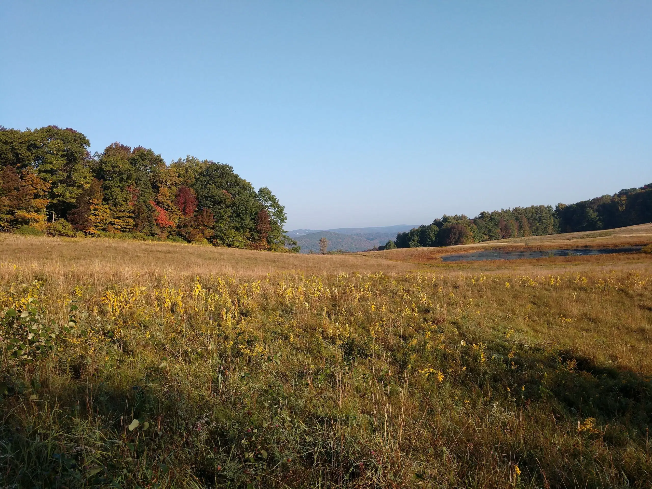 A field in fall with golden grass