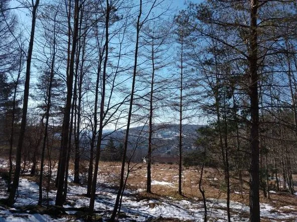 View of Oneonta from the Van Cleft Trail