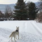 Dog on leash in snow at Valley View Walking Trails