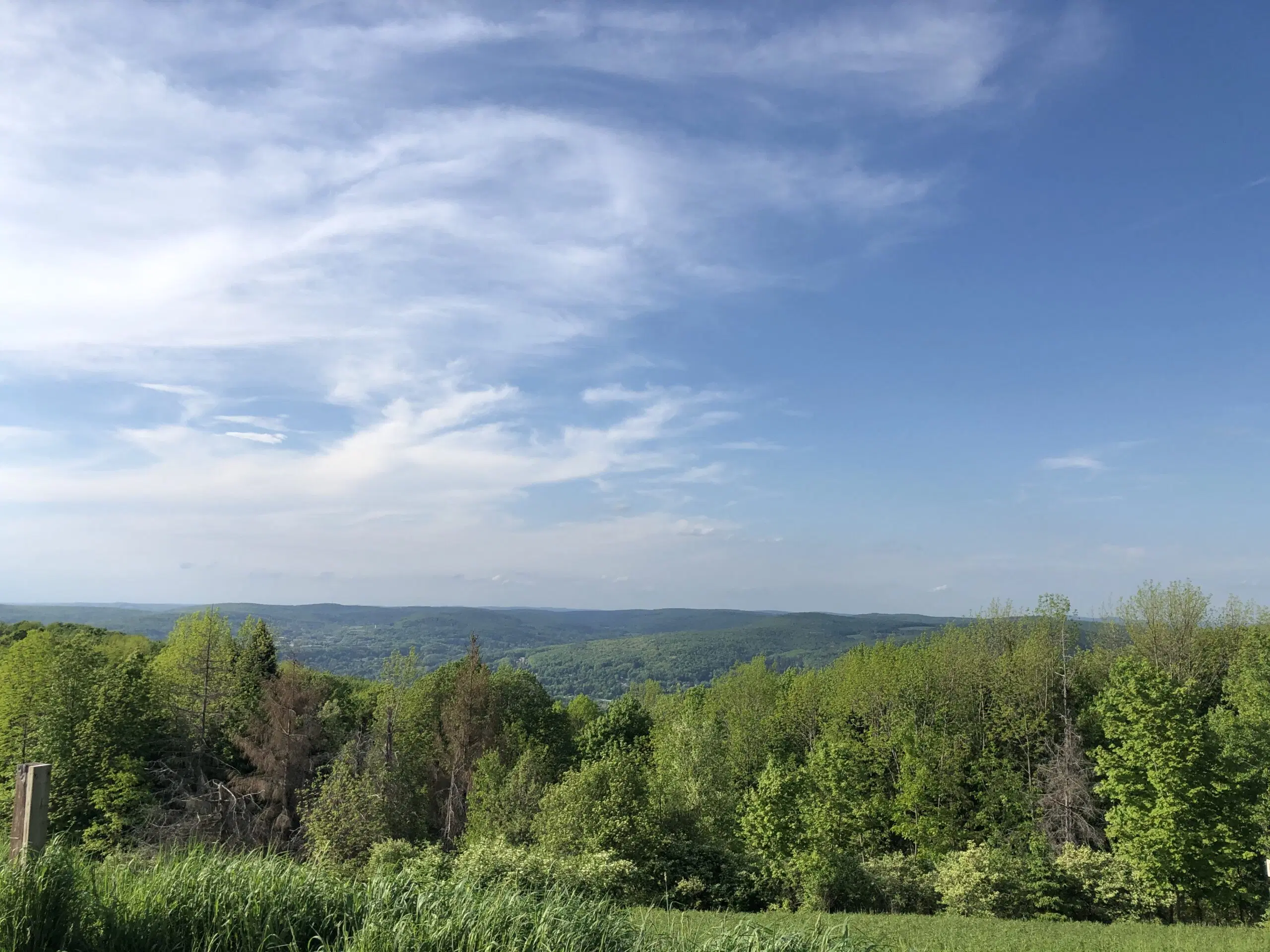 Trees and view of Oneonta from DOAS Sanctuary