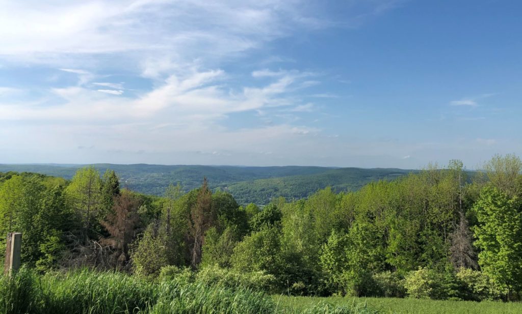Trees and view of Oneonta from DOAS Sanctuary