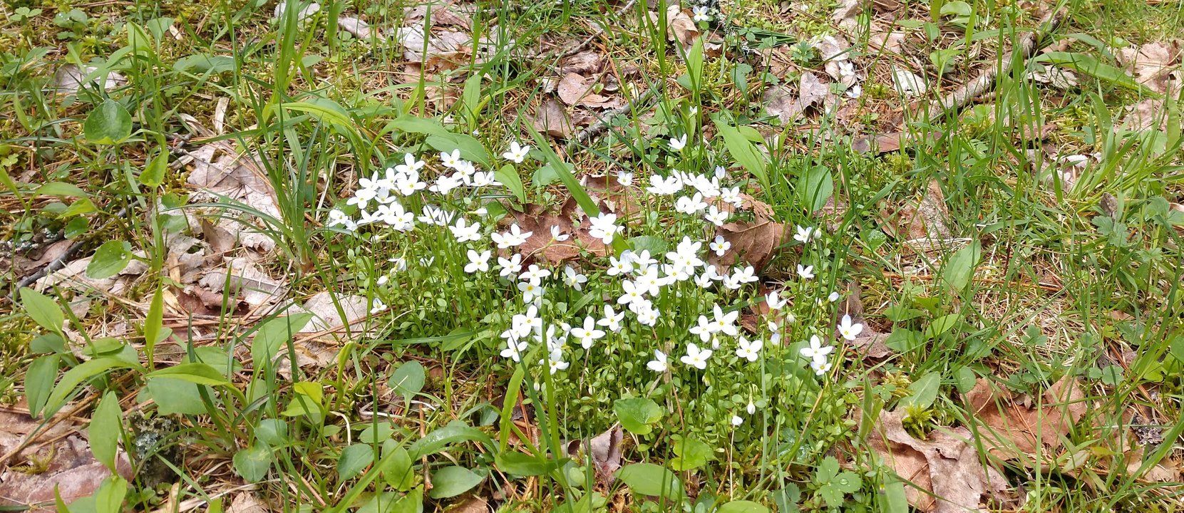 wildflowers at Gilbert Lake State Park