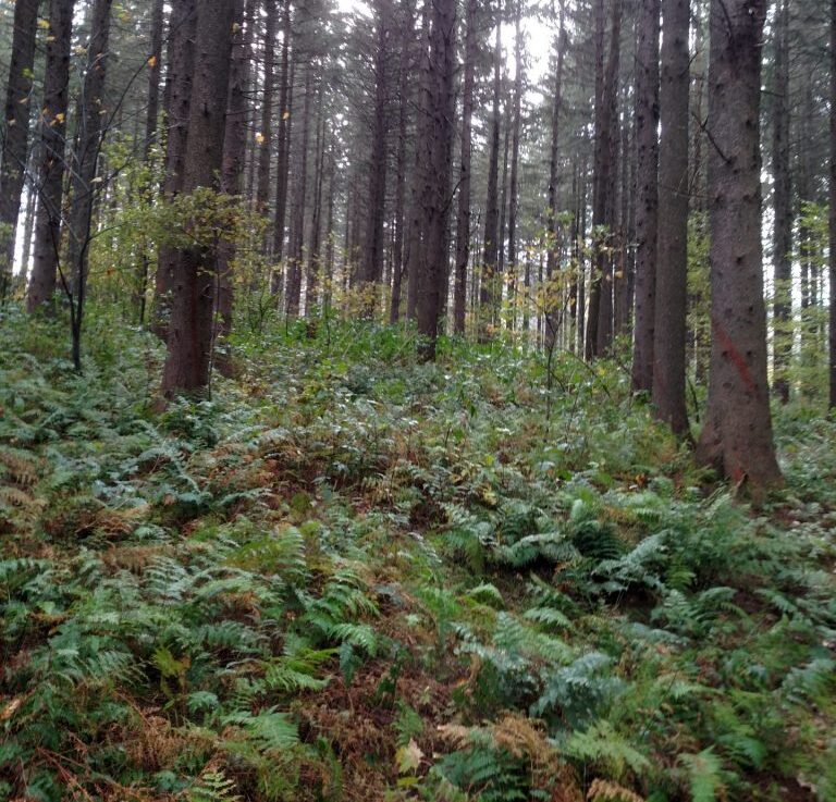 Trees and a fern covered forest floor