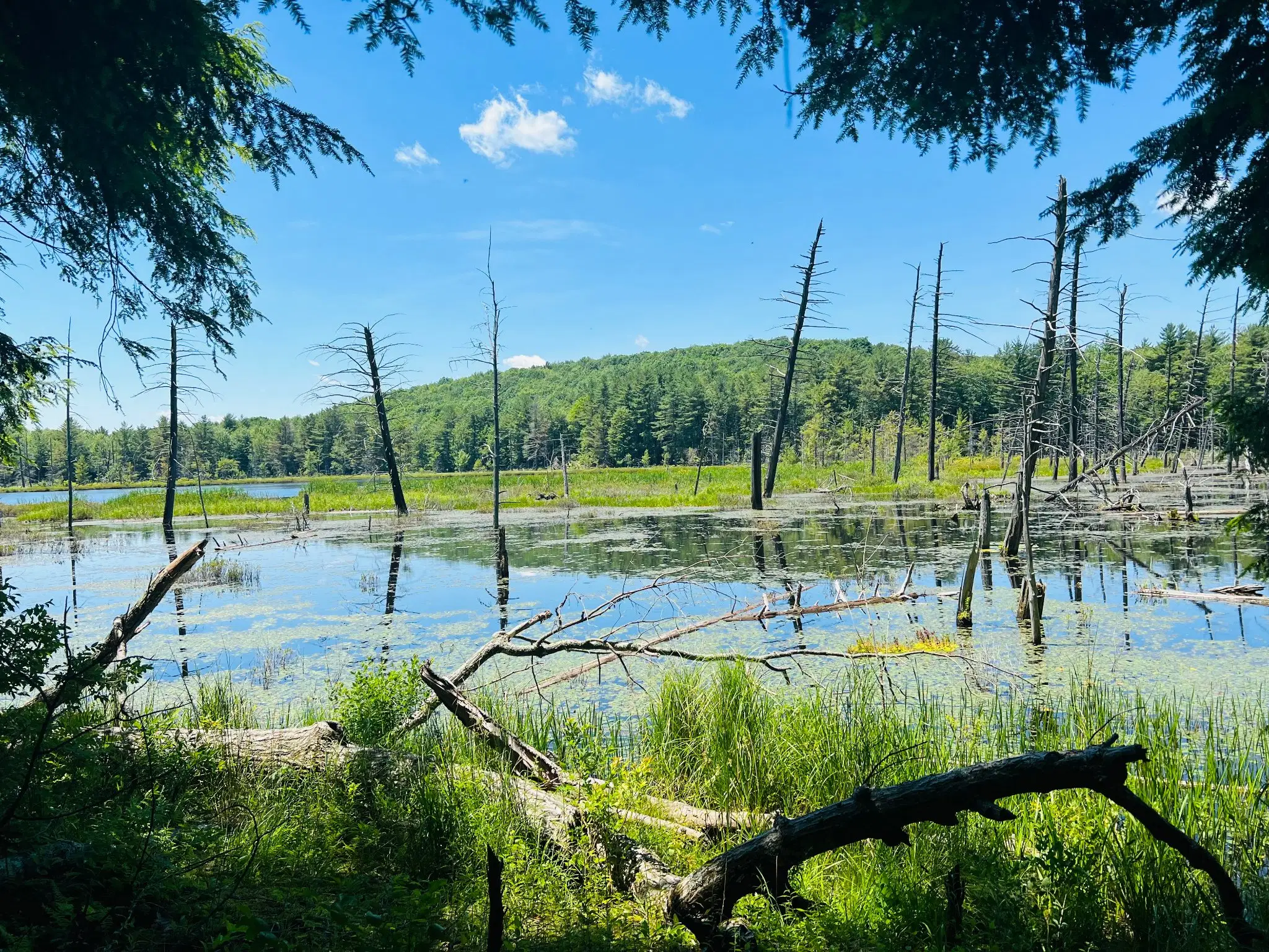 Emmons Pond bog with blue sky