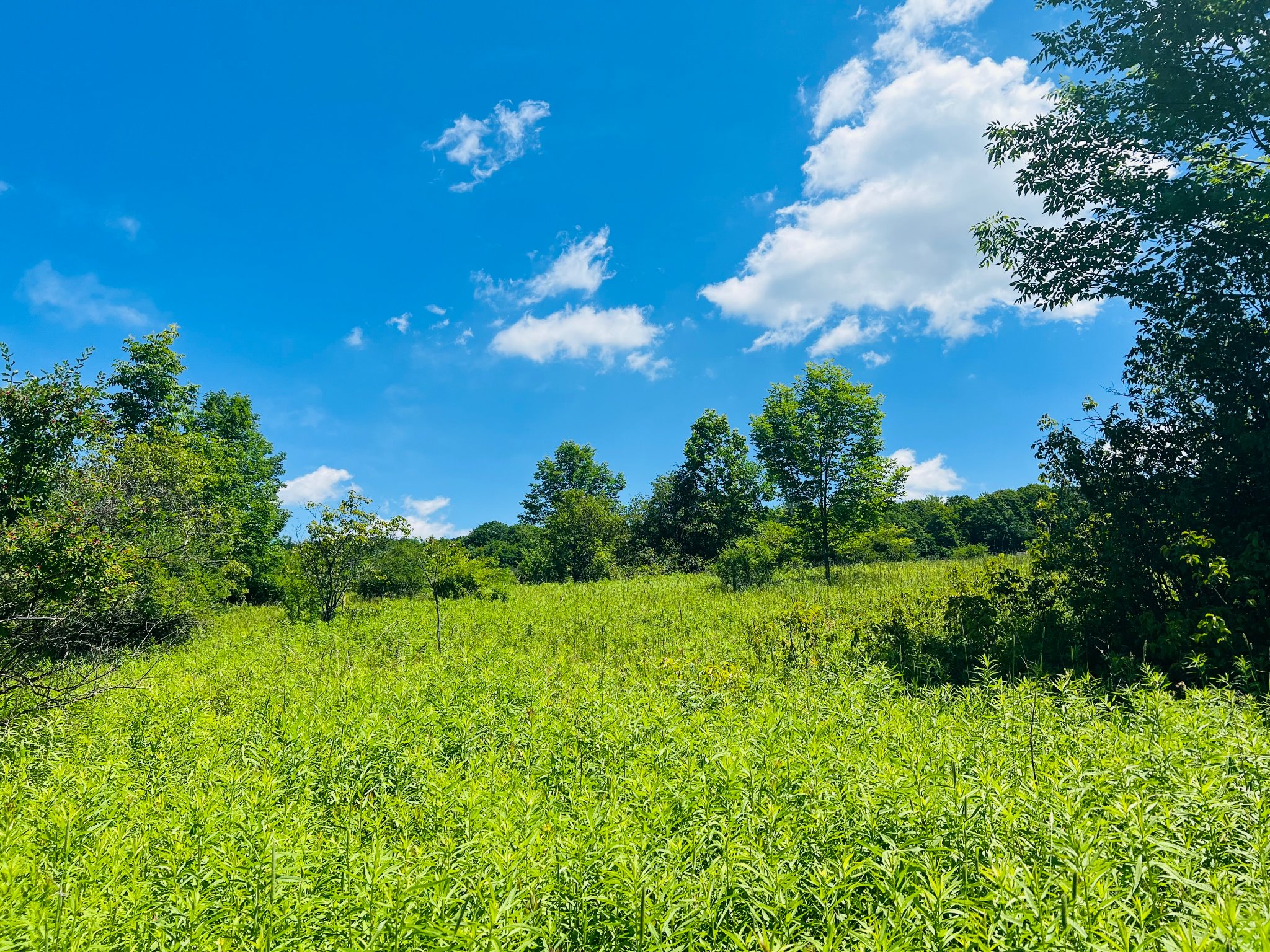 Emmons Pond Bog photo by John Buddle