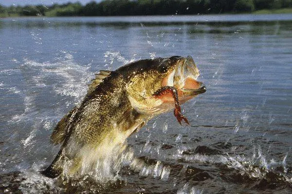 fish being pulled out of the water