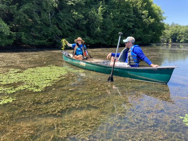 Kayakers pulling invasive plant species from the water