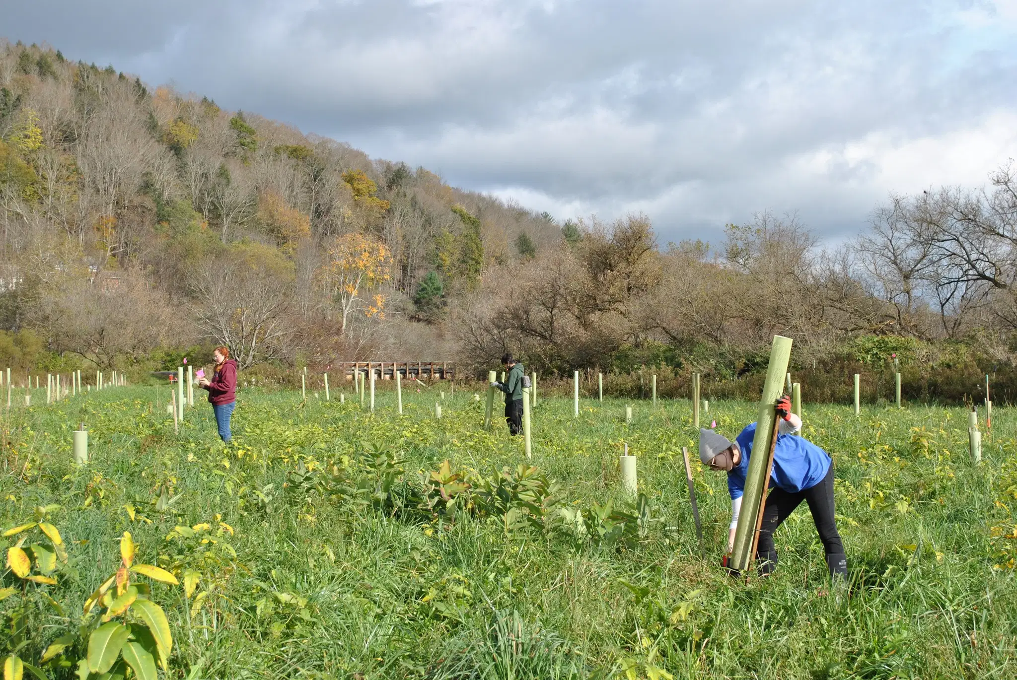 three people planting seedlings