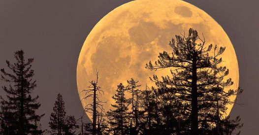 Full moon behind trees