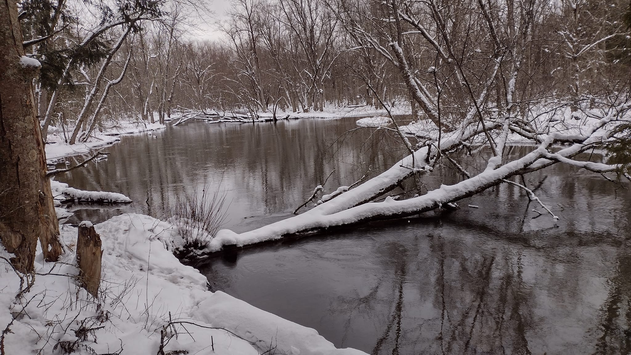 Oak creek with snow on banks and tree fallen across the creek