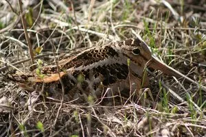 woodcock in the grass