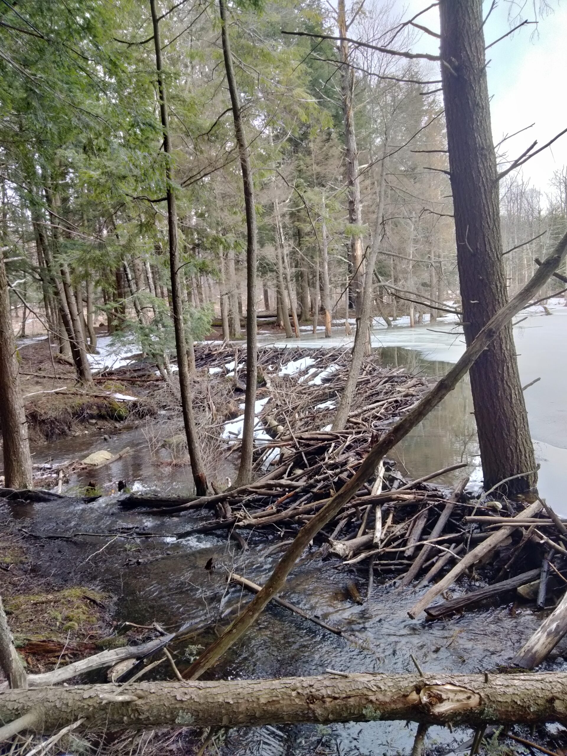 Beaver dam at Texas School House State Forest photo by Shelby MacLeish