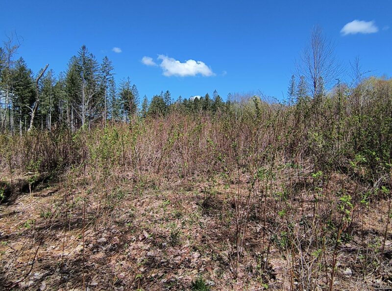 Field with brambles and overgrown vegetation