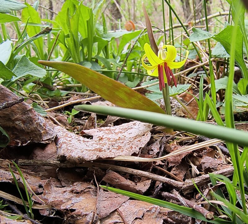 Trout lily blooming among fallen leaves