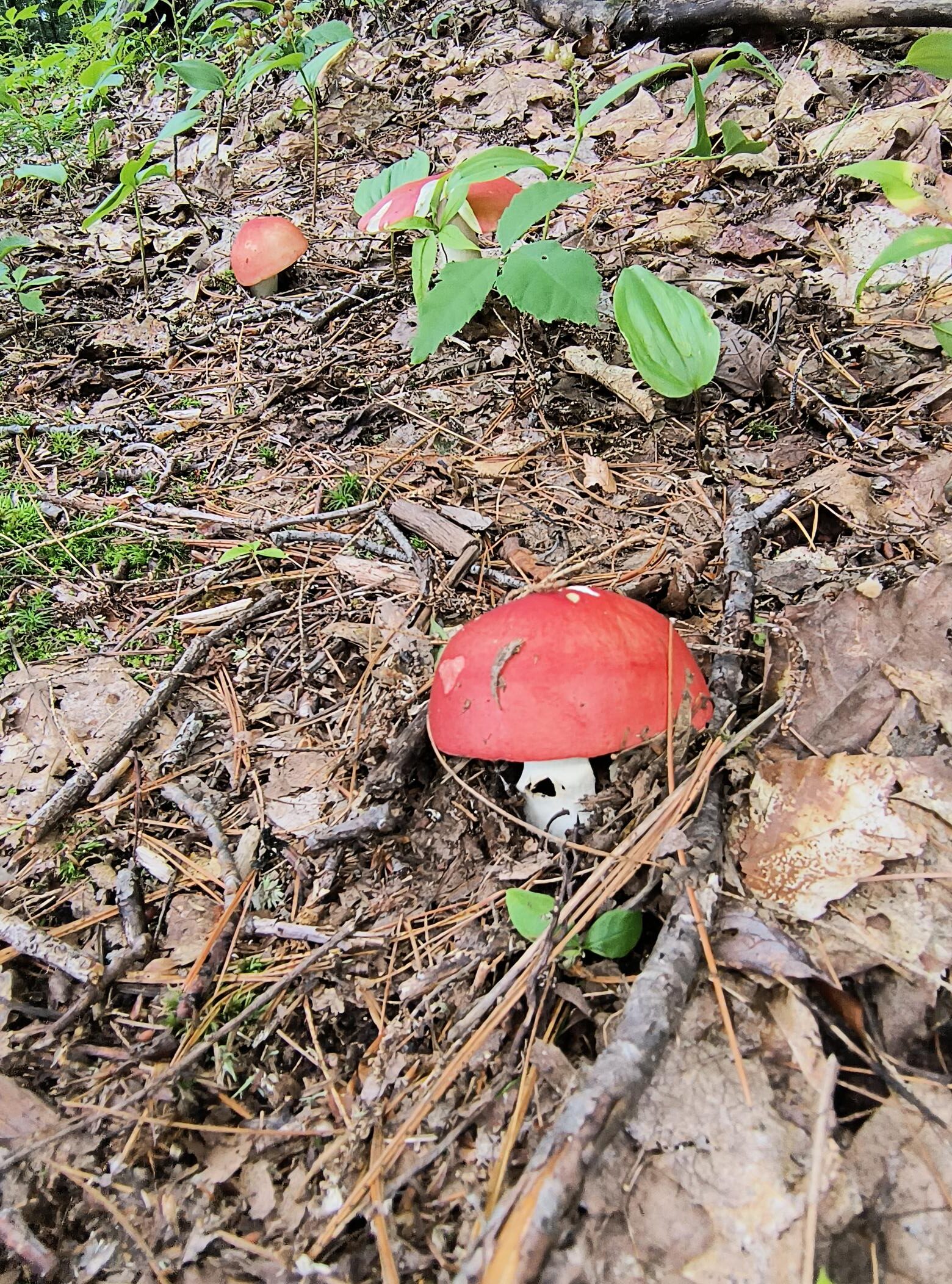 mushroom