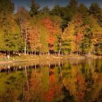 Trees reflected in Gilbert Lake