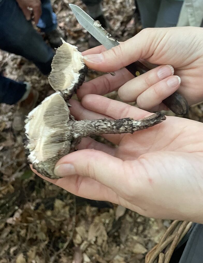 person holding a mushroom cut in half