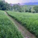 mowed trail through meadow at sunset