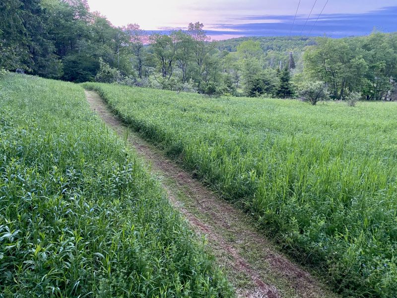 mowed trail through meadow at sunset