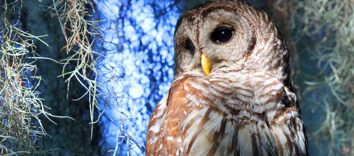 Owl in a tree