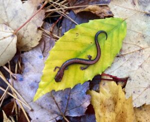 Salamander on a yellow leaf