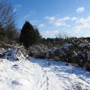 tracks in snow