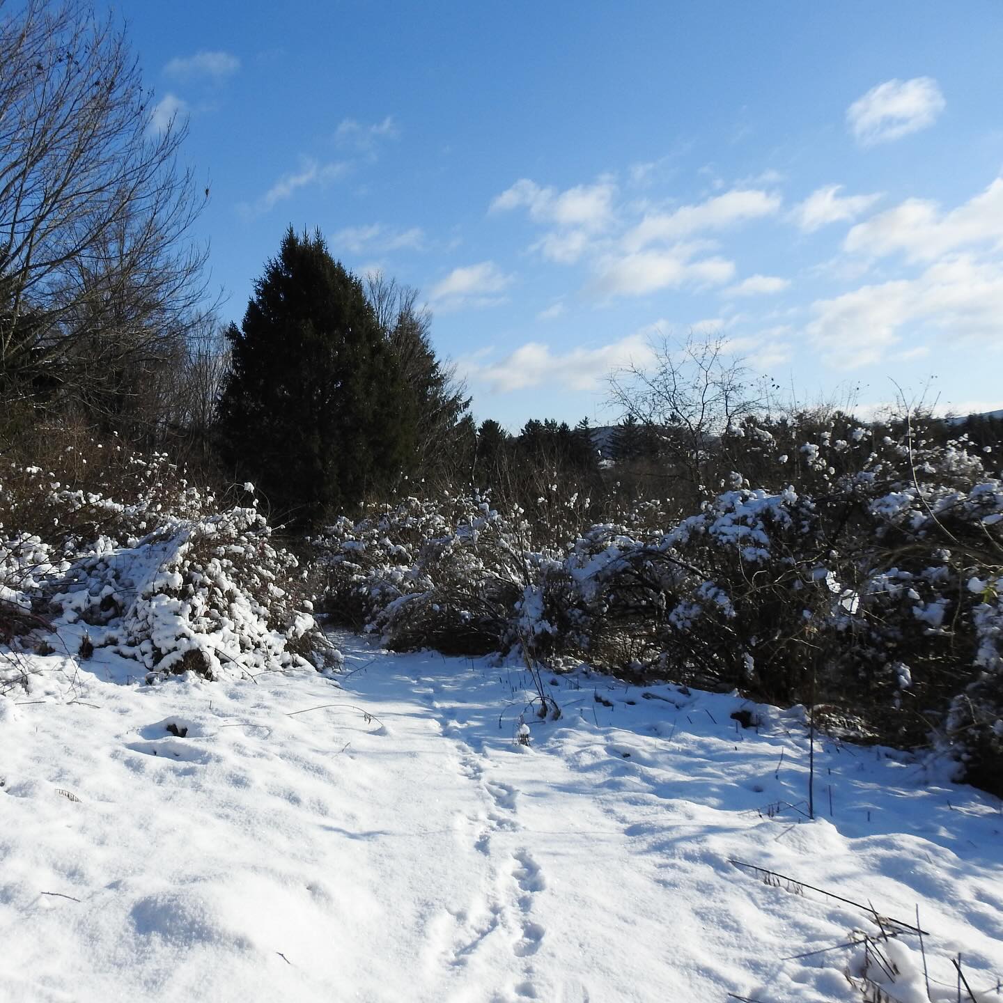 tracks in snow