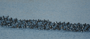 big group of waterfowl on water