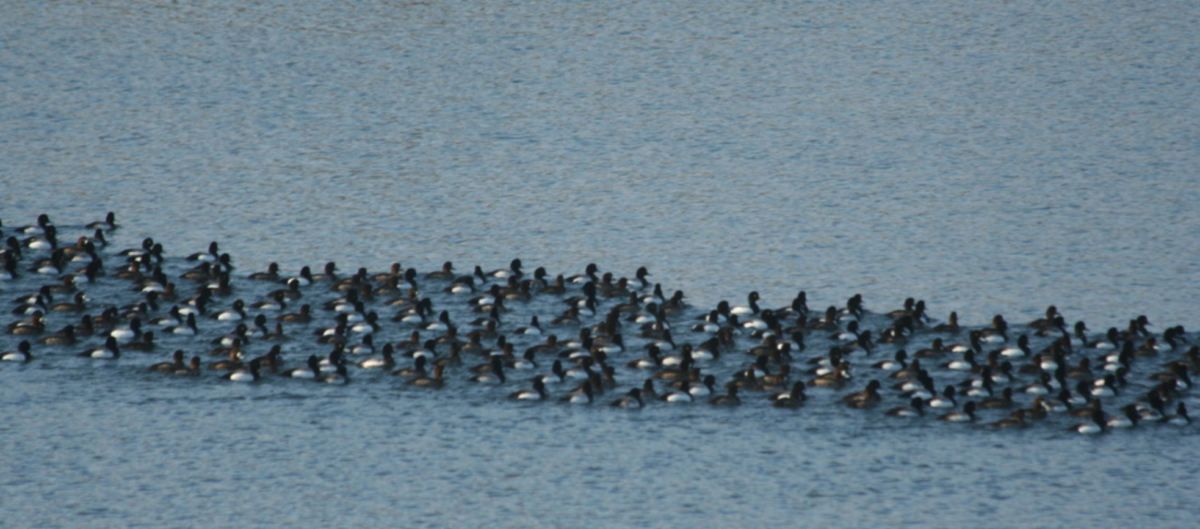 big group of waterfowl on water