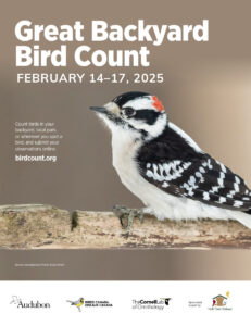 Woodpecker on flyer promoting the Great Backyard Bird Count