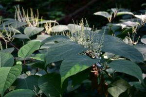 knotweed