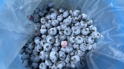 Blueberries
