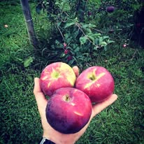person holding three apples