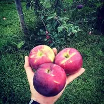 person holding three apples